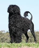 Portuguese Water Dog 9Y510D-061